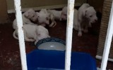 Va in vacanza e lascia 10 cani sul balcone senza cibo né acqua: salvati dalla polizia
